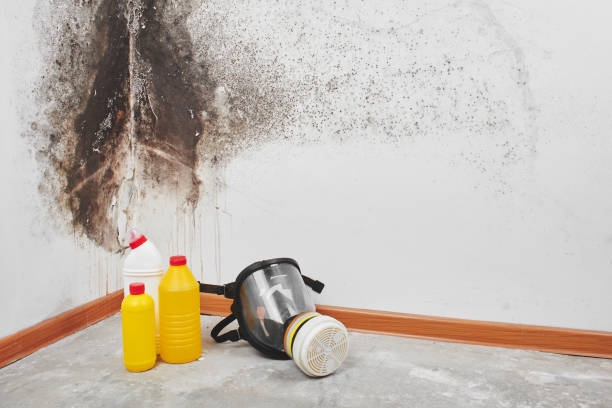 Best Home Mold Removal  in Castle Rock, CO