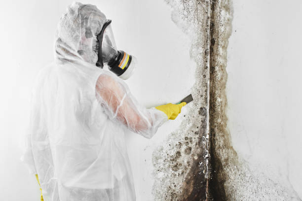 Best Attic Mold Removal  in Castle Rock, CO