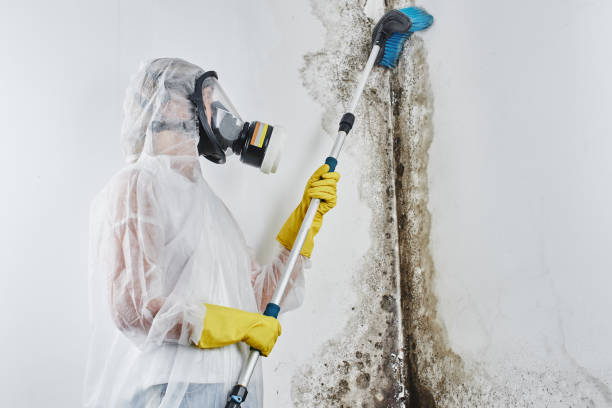 Home Mold Removal in Castle Rock, CO