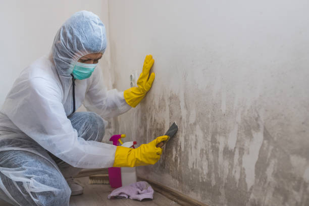 Best Black Mold Removal  in Castle Rock, CO