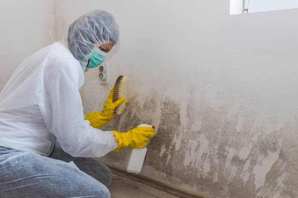 Best Mold Testing  in Castle Rock, CO