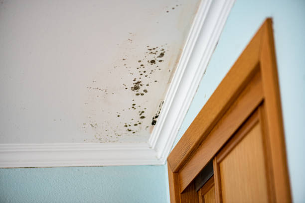 Best Affordable Mold Removal  in Castle Rock, CO