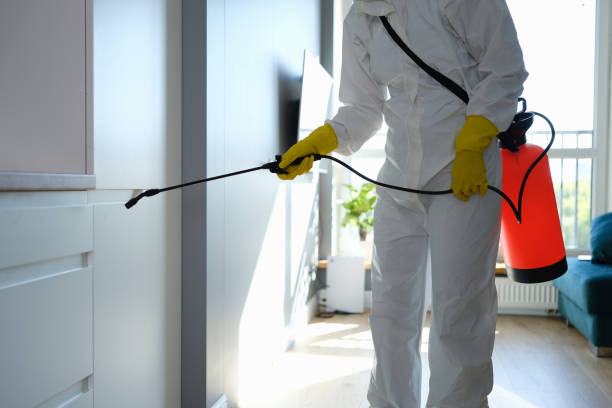 Best Certified Mold Removal  in Castle Rock, CO