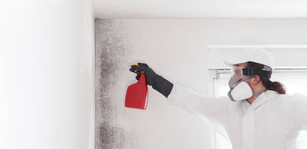 Best Mold Remediation  in Castle Rock, CO