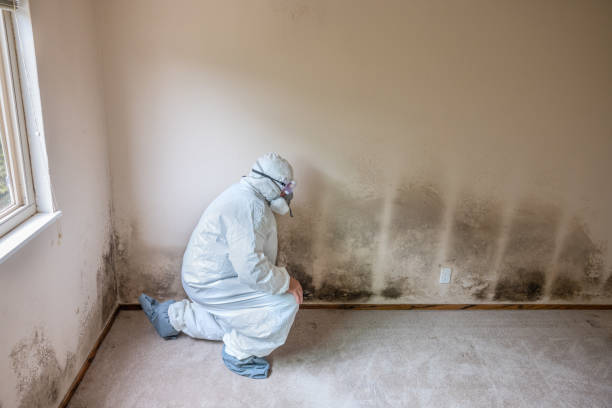 Mold Removal Process in Castle Rock, CO