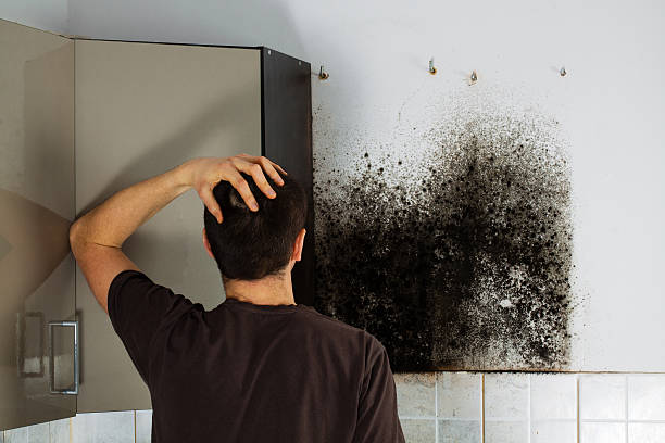 Best Toxic Mold Removal  in Castle Rock, CO