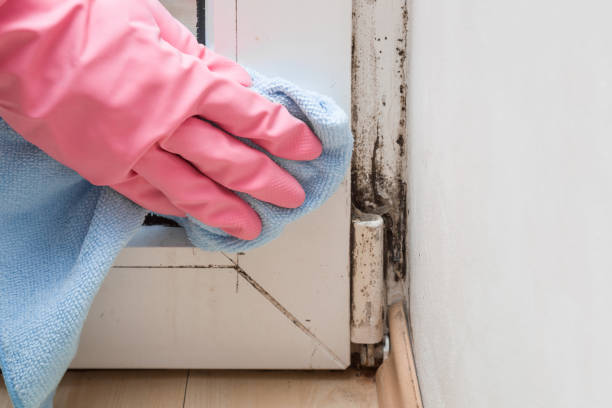 Reliable Castle Rock, CO Mold Removal Solutions