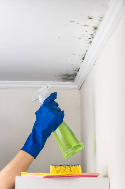 Best Mold Remediation  in Castle Rock, CO