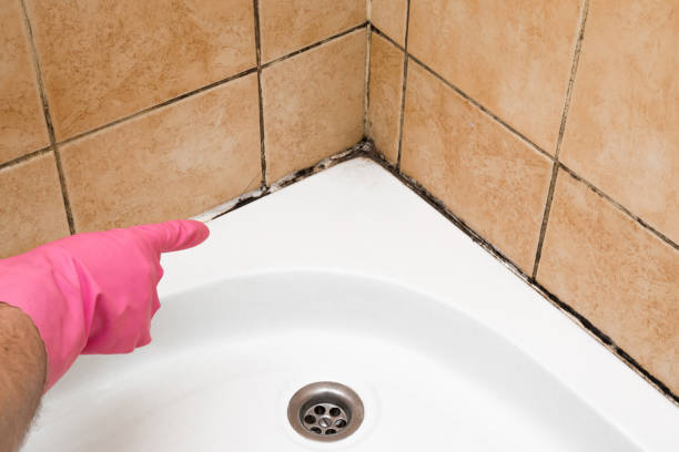 Best Certified Mold Removal  in Castle Rock, CO